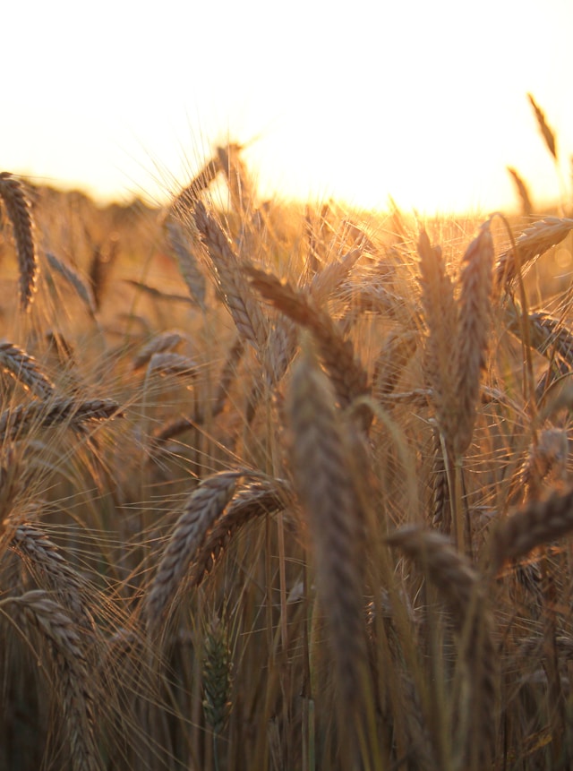 The Future of Food: How Technology is Shaping What We Eat