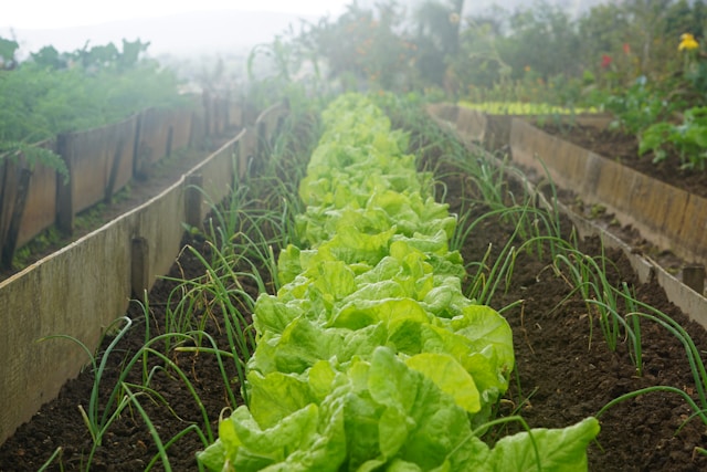 From Farm to Table: How Your Food Choices Impact the Planet