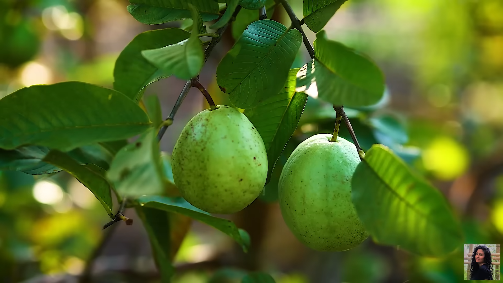 Guava Glow Vitamin C Richness and Immune Defense for Women