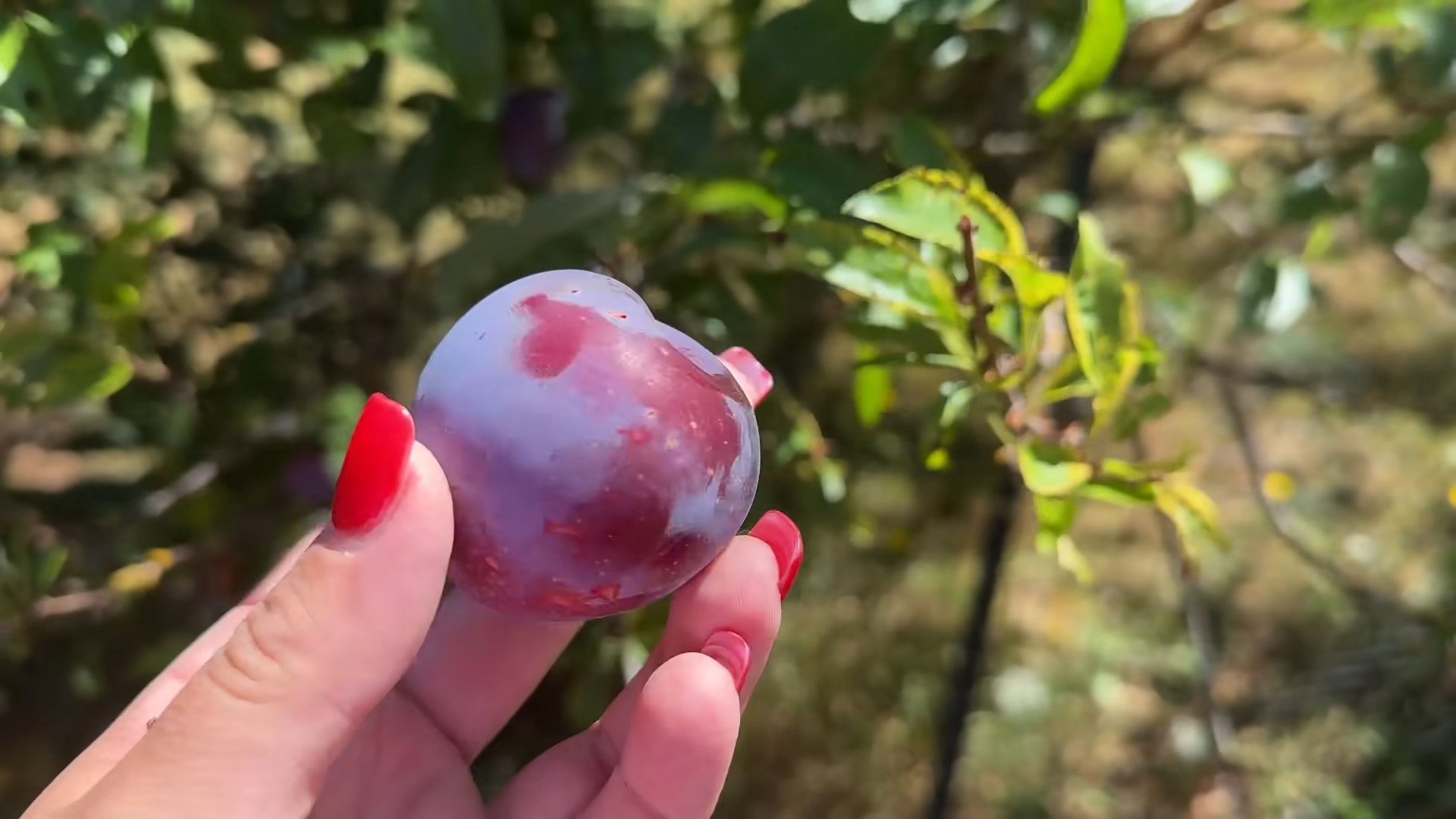 Plum Perfection Antioxidant Defense and Digestive Balance for Women