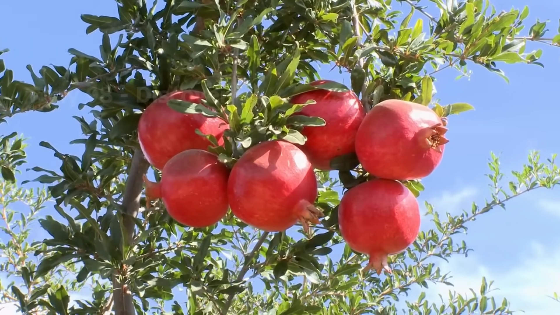 Pomegranate Power Potion Boosting Heart Health and Energy Levels for Women