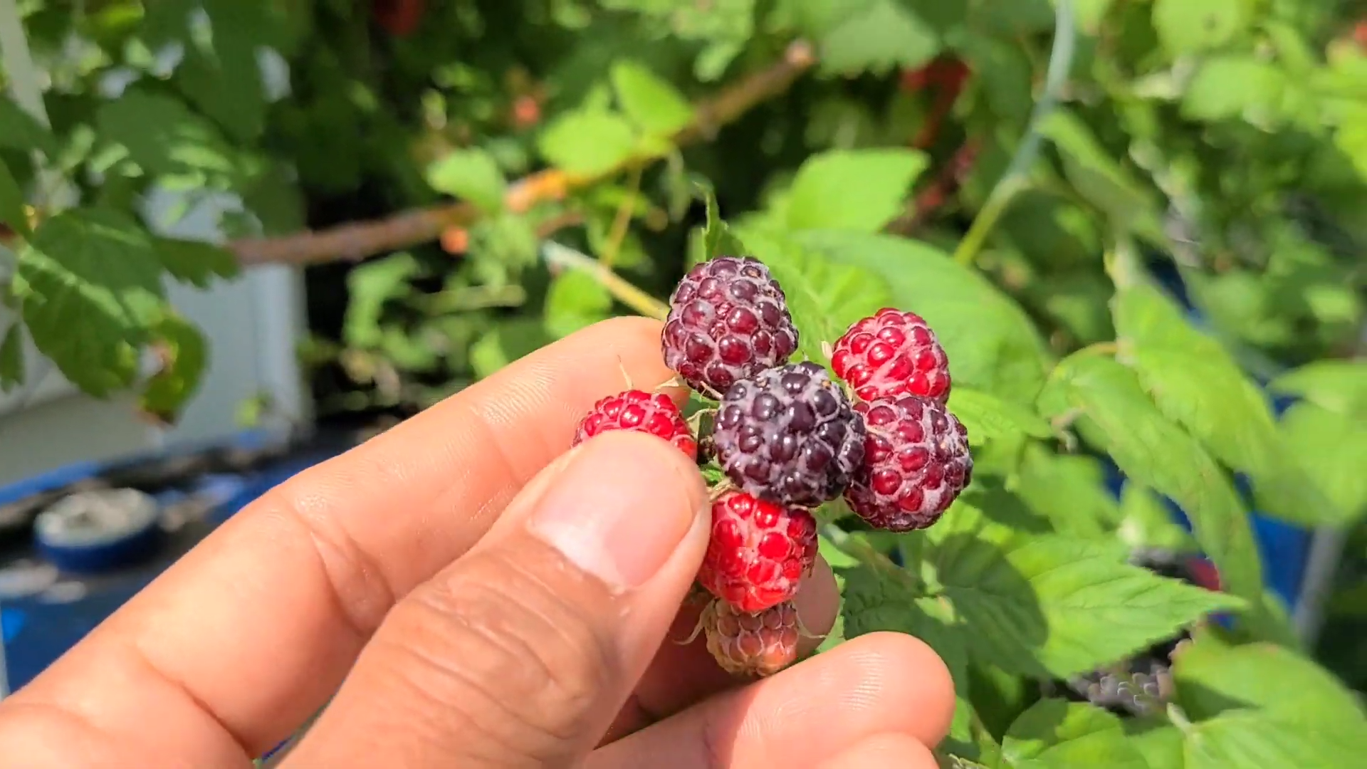 Radiant Raspberry Delight Boosting Skin Health and Antioxidant Power for Women