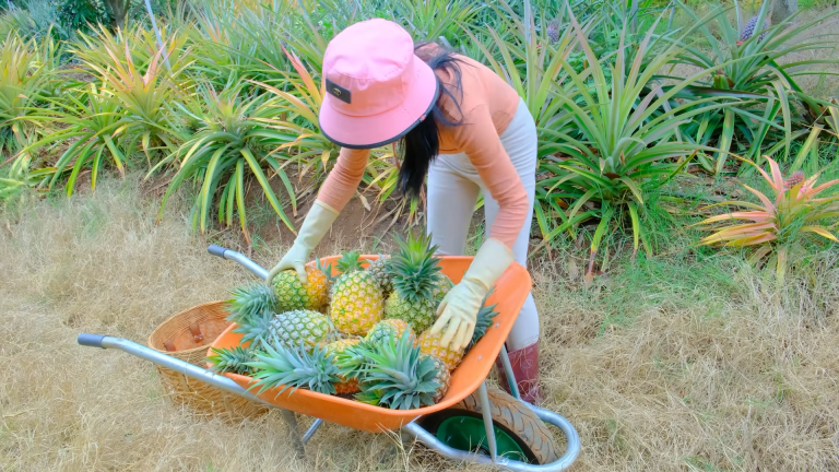 Tropical Pineapple Paradise Enhancing Digestion and Joint Health for Women